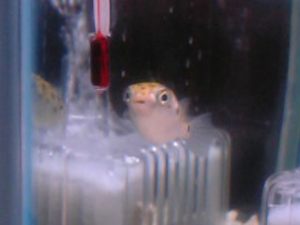 ミドリふぐありがとう！ (TｏT)/