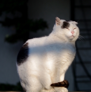 ねむいにゃ～ッ　(^^;